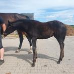 Prachtig veulen & jaarling van Mc laren X Johnson, Dieren en Toebehoren, Merrie, Dressuurpaard, Ontwormd, 0 tot 2 jaar