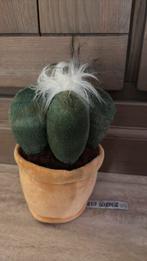 Green Goodness knuffel cactus plant, Ophalen of Verzenden, Overige typen