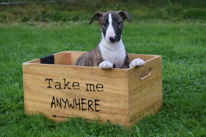 Bull terrier pups, Dieren en Toebehoren, Honden | Jack Russells en Terriërs, Meerdere dieren, Bull Terriër, Fokker | Professioneel