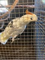 Oranjekuif kaketoe, Dieren en Toebehoren, Vogels | Parkieten en Papegaaien, Mannelijk, Papegaai, Pratend