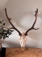Herten gewei, Ophalen of Verzenden, Zo goed als nieuw, Hert, Gewei of Kop