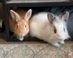 Konijnen en toebehoren, Dieren en Toebehoren, Konijnen, Meerdere dieren, Klein, 0 tot 2 jaar