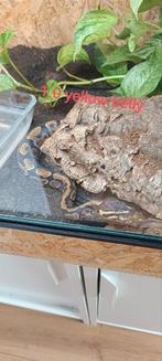 1.0 yellow belly met terrarium, Dieren en Toebehoren, Ophalen of Verzenden, Zo goed als nieuw