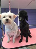 Toy/ dwerg poedeltje, Poedel, Rabiës (hondsdolheid), 15 weken tot 1 jaar, Reu