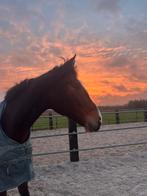 Stalling gezocht soest baarn lage vuursche, Stalling