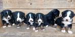 Boulab pups . Berner sennen, Dieren en Toebehoren, CDV (hondenziekte), 8 tot 15 weken, Meerdere, Meerdere dieren