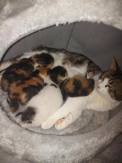 7 schattige kittens Langharig, Dieren en Toebehoren, Katten en Kittens | Overige Katten, Poes