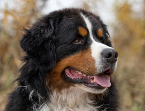 Aangeboden! Hondenoppas voor de zomervakantie, Diensten en Vakmensen, Dieren | Honden | Verzorging, Oppas en Les, Particuliere oppas