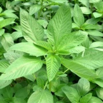 Melokhia plantjes (Jute) Bio beschikbaar voor biedingen