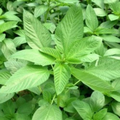 Melokhia plantjes (Jute) Bio, Tuin en Terras, Planten | Tuinplanten, Eenjarig, Groenteplanten, Volle zon, Zomer, Ophalen