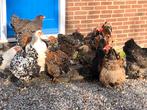 Broedeieren Brahma, Dieren en Toebehoren, Pluimvee, Geslacht onbekend, Kip