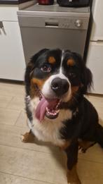 Berner sennen, December, Mannelijk