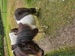 Zeer lieve kleine pony, Dieren en Toebehoren, Pony's, Hengst, A pony (tot 1.17m), Recreatiepony, 3 tot 6 jaar