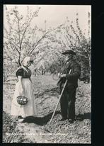 Zuid-Beveland - Klederdracht - Bloeiende Boomgaard [009-3487, Verzamelen, Ansichtkaarten | Nederland, Verzenden, 1960 tot 1980