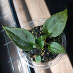 anthurium forgetii dark form, Huis en Inrichting, Kamerplanten, In pot, Minder dan 100 cm, Groene kamerplant, Halfschaduw