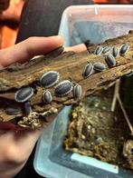 Porcellio werneri, Dieren en Toebehoren, Insecten en Spinnen