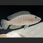 Neolamprologus Multifasciatus, Dieren en Toebehoren, Vissen | Aquariumvissen, Vis, Zoetwatervis, Schoolvis