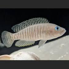 Neolamprologus Multifasciatus, Dieren en Toebehoren, Vissen | Aquariumvissen, Zoetwatervis, Vis, Schoolvis