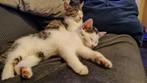 Kittens nog  nog 1 Super aanbieding, Dieren en Toebehoren, Katten en Kittens | Overige Katten, Meerdere dieren, Kortharig, 0 tot 2 jaar