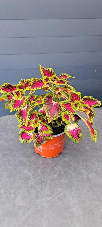 Kamerplant (Coleus) met prachtige gekleurde bladeren, 50 cm. beschikbaar voor biedingen