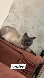 Katten, Meerdere dieren, 0 tot 2 jaar