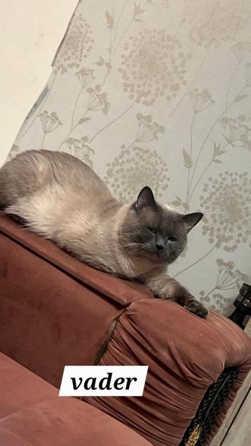 Katten beschikbaar voor biedingen