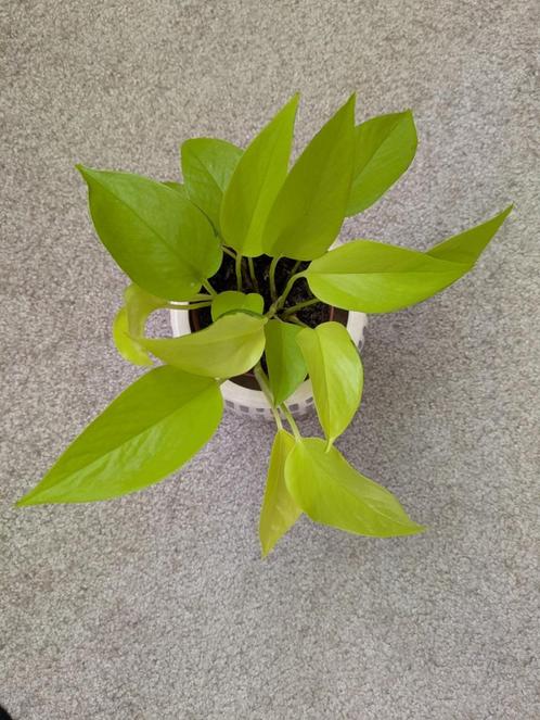 Epipremnum Golden Pothos, Huis en Inrichting, Kamerplanten, Overige soorten, Minder dan 100 cm, Groene kamerplant, Halfschaduw