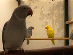 Halsbandparkieten, Dieren en Toebehoren, Vogels | Parkieten en Papegaaien, Parkiet