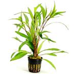 Hygrophila Angustifolia aquariumplanten aquarium-garnalen, Dieren en Toebehoren, Vissen | Aquaria en Toebehoren, Ophalen of Verzenden