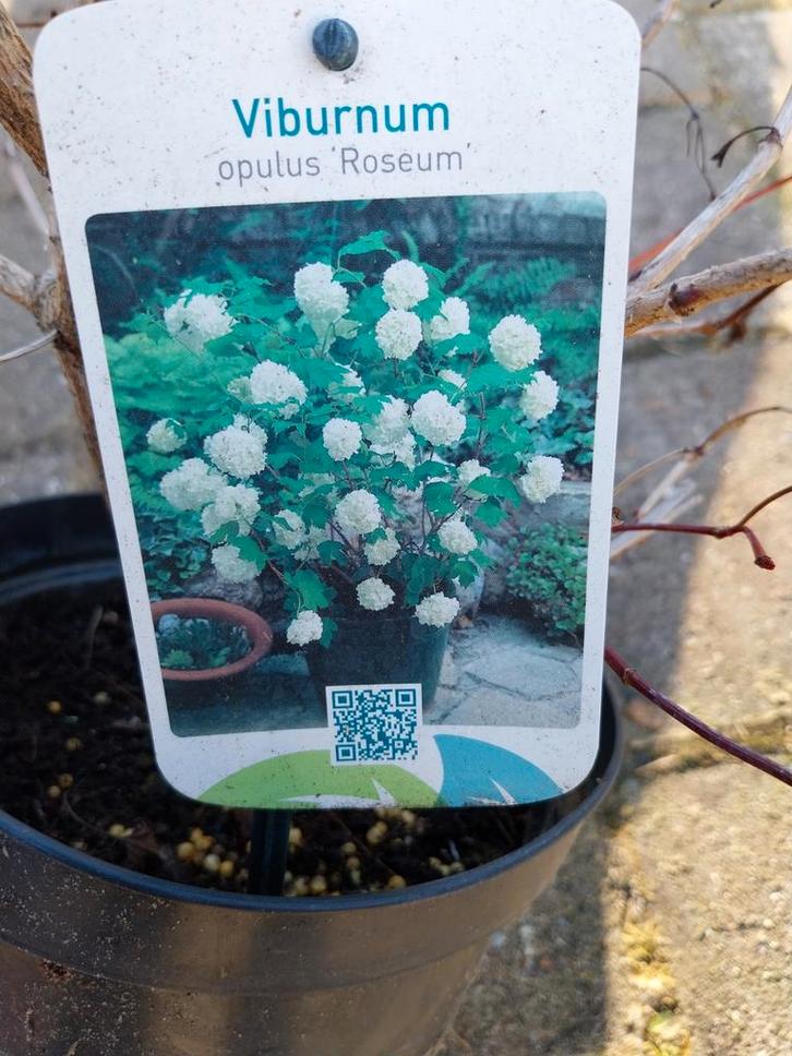 Sneeuwbal Viburnum opulus 'Roseum', Tuin en Terras, Planten | Bomen, Overige soorten, 100 tot 250 cm, Volle zon, Lente, In pot