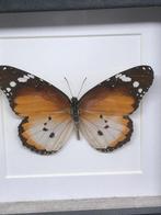 vlinder Danaus Chrisippus, Verzamelen, Dierenverzamelingen, Nieuw, Opgezet dier, Ophalen of Verzenden, Insect