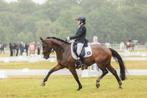 Allround schoolmaster te koop, Dieren en Toebehoren, Paarden, Z, Gechipt, Ruin, Dressuurpaard
