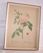 Prachtige antieke botanische prent. Pierre-Joseph Redoute., Antiek en Kunst, Ophalen of Verzenden