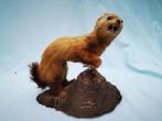 Vintage Opgezette taxidermie dier wezel hermelijn op stronk, Ophalen of Verzenden, Gebruikt, Vogel, Opgezet dier