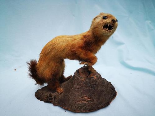 Vintage Opgezette taxidermie dier wezel hermelijn op stronk, Verzamelen, Dierenverzamelingen, Gebruikt, Opgezet dier, Vogel, Ophalen of Verzenden