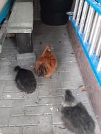 Zijdehoenders krielkippen, Dieren en Toebehoren, Meerdere dieren, Kip