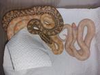 Epicrates Maurus (albino/het.albino), Dieren en Toebehoren, Reptielen en Amfibieën, Slang, 0 tot 2 jaar