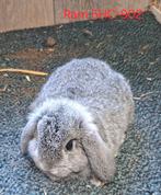 NHD, Mannelijk, Dwerg, 0 tot 2 jaar