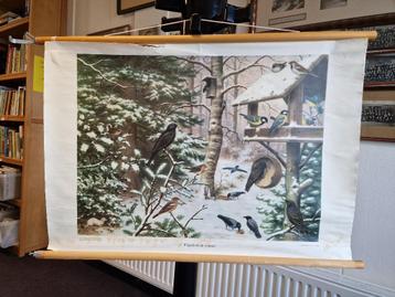 Schoolplaat (biologie) VOGELS IN DE WINTER beschikbaar voor biedingen