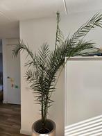 Phoenix canariensis kamerplant, Ophalen, 200 cm of meer, Palm, Halfschaduw