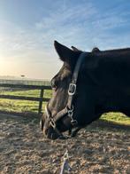 Stalhulp gezocht Broek in Waterland, Dieren en Toebehoren, Stalling en Weidegang