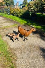 Dwerggeitjes, Dieren en Toebehoren, Schapen, Geiten en Varkens, Meerdere dieren, Geit, 0 tot 2 jaar
