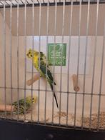 Koppel hagoromo blackwing x split, Dieren en Toebehoren, Vogels | Parkieten en Papegaaien, Meerdere dieren, Parkiet