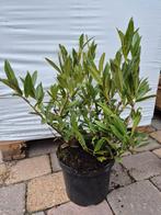 Prunus Otto Luijken laurierkers 50% korting, Tuin en Terras, Ophalen of Verzenden, Laurier, Haag, Minder dan 100 cm