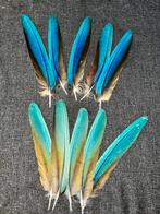 10 Ara Staartveertjes - Prachtige Kleuren!, Ophalen of Verzenden, Gebruikt, Materiaal