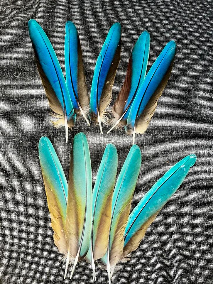 10 Ara Staartveertjes - Prachtige Kleuren!, Hobby en Vrije tijd, Knutselen, Gebruikt, Materiaal, Ophalen of Verzenden