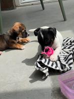 Hele leuke kruising Jack Russel x Chihuahua, CDV (hondenziekte), 8 tot 15 weken, Meerdere, Meerdere dieren