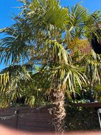 Palmboom ongeveer 3 m hoog, Tuin en Terras, Ophalen, Volle zon, Palmboom, 250 tot 400 cm