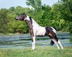 Diverse prachtige American Shetland (ASPC) ponies te koop, Dieren en Toebehoren, Pony's, Gechipt, Niet van toepassing, 0 tot 2 jaar