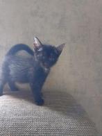 half maine coon kittens, Dieren en Toebehoren, Poes, Langharig, 0 tot 2 jaar
